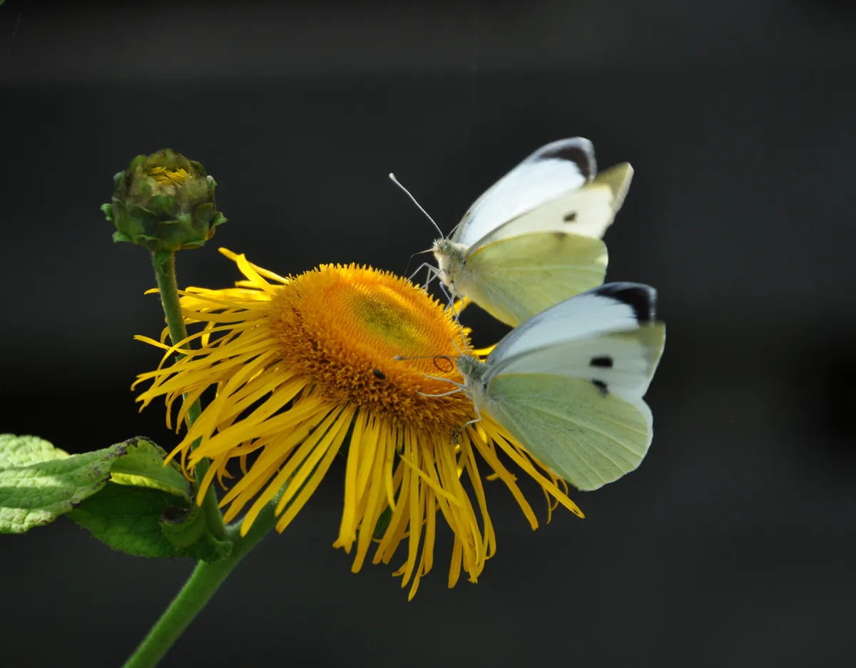 Ud af natten i fuldmånens skær, lyser... Lyset på sommerfuglens vinger... Alt er klar og tiden er rigtig... De blide hvide vinger... Energien blomstre... TAK Foto © Else Pia