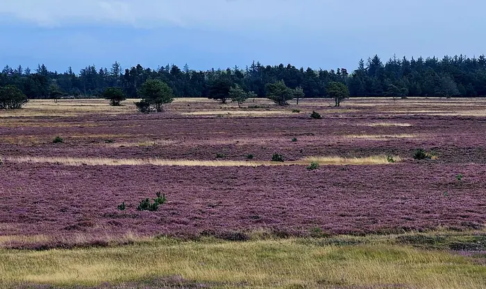 I dag er det efterår... Blik fra Ovstruptårnet... Lyngen blomster på heden... Barndoms minder & oplevelser... Den 31.08 - normalt blomster lyngen 01.08...  TAK Foto © Else Pia