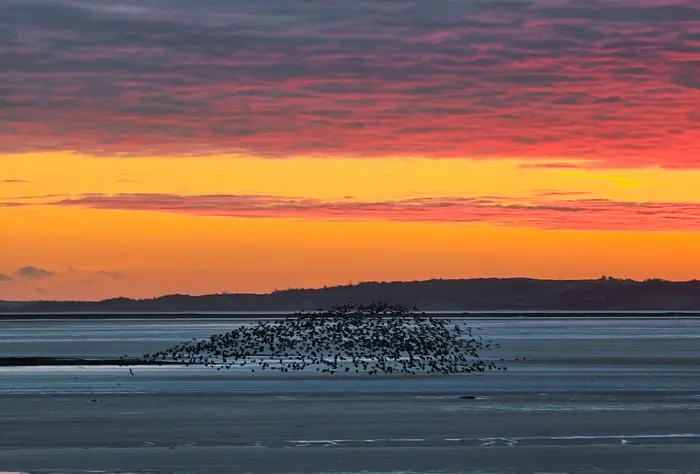Morgen blik over Limfjorden...  Gæssene letter fra isen...  Solopgang...  TAK Foto © Else Pia